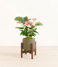 Load image into Gallery viewer, Olive stand:walnut