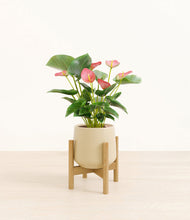 Load image into Gallery viewer, Almond Green stand:bamboo
