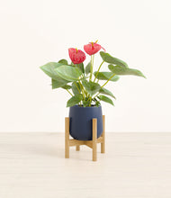 Load image into Gallery viewer, Deep Navy stand:bamboo