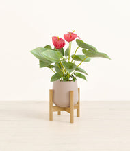 Load image into Gallery viewer, Eternal Gray stand:bamboo