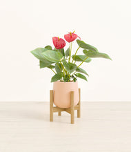 Load image into Gallery viewer, Gentle Pink stand:bamboo