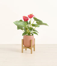 Load image into Gallery viewer, Calm Rose stand:bamboo