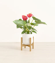 Load image into Gallery viewer, White stand:bamboo