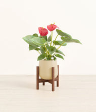 Load image into Gallery viewer, Almond Green stand:walnut