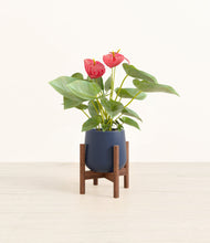 Load image into Gallery viewer, Deep Navy stand:walnut