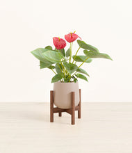 Load image into Gallery viewer, Eternal Gray stand:walnut