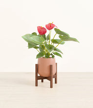 Load image into Gallery viewer, Calm Rose stand:walnut