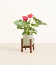 Load image into Gallery viewer, Turquoise stand:walnut