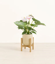 Load image into Gallery viewer, Almond Green stand:bamboo