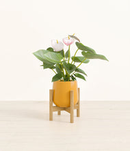 Load image into Gallery viewer, Mustard stand:bamboo