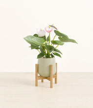 Load image into Gallery viewer, Turquoise stand:bamboo