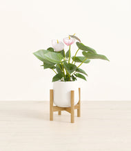 Load image into Gallery viewer, White stand:bamboo