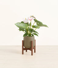Load image into Gallery viewer, Olive stand:walnut