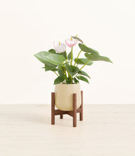 Load image into Gallery viewer, Almond Green stand:walnut