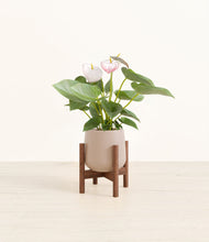 Load image into Gallery viewer, Eternal Gray stand:walnut