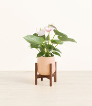 Load image into Gallery viewer, Gentle Pink stand:walnut