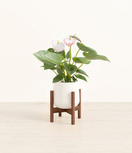 Load image into Gallery viewer, White stand:walnut