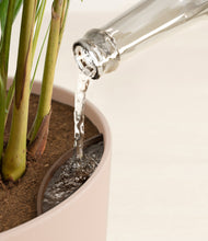 Load image into Gallery viewer, Sandy Pink stand:all