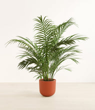 Load image into Gallery viewer, Earth Red*****Profile