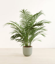 Load image into Gallery viewer, Sage Green*****Profile