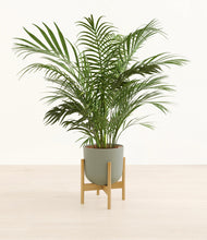 Load image into Gallery viewer, Sage Green stand:bamboo