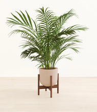 Load image into Gallery viewer, Sandy Pink stand:walnut