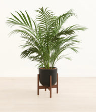 Load image into Gallery viewer, Stone Black stand:walnut