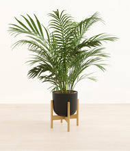 Load image into Gallery viewer, Stone Black stand:bamboo