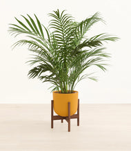 Load image into Gallery viewer, Sunset Orange stand:walnut