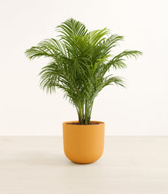 Load image into Gallery viewer, Sunset Orange*****Profile