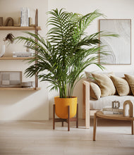 Load image into Gallery viewer, Sunset Orange stand:walnut