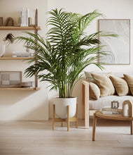 Load image into Gallery viewer, Natural Bamboo stand:bamboo