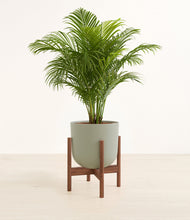 Load image into Gallery viewer, Sage Green stand:walnut