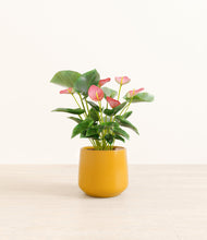 Load image into Gallery viewer, Mustard*****Profile