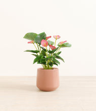 Load image into Gallery viewer, Calm Rose*****Profile