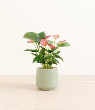 Load image into Gallery viewer, Turquoise*****Profile