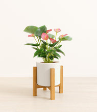 Load image into Gallery viewer, White