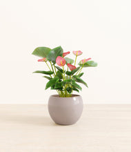 Load image into Gallery viewer, Winter Clouds*****Profile