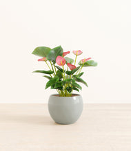 Load image into Gallery viewer, Deep Ocean*****Profile