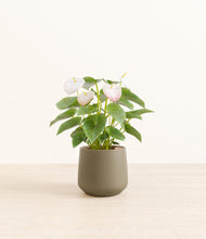 Load image into Gallery viewer, Olive*****Profile