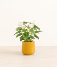 Load image into Gallery viewer, Mustard*****Profile