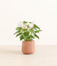 Load image into Gallery viewer, Calm Rose*****Profile