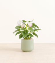 Load image into Gallery viewer, Turquoise*****Profile