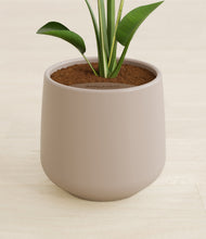 Load image into Gallery viewer, Eternal Gray stand:all