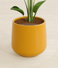 Load image into Gallery viewer, Mustard stand:all