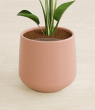 Load image into Gallery viewer, Calm Rose stand:all