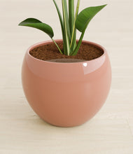 Load image into Gallery viewer, Calm Rose stand:all