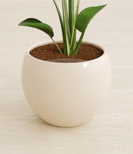 Load image into Gallery viewer, Shiny EggWhite stand:all