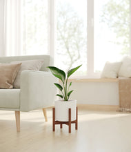 Load image into Gallery viewer, White stand:walnut