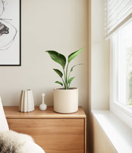 Load image into Gallery viewer, Cream